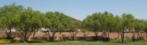 Trees in Pueblo Park